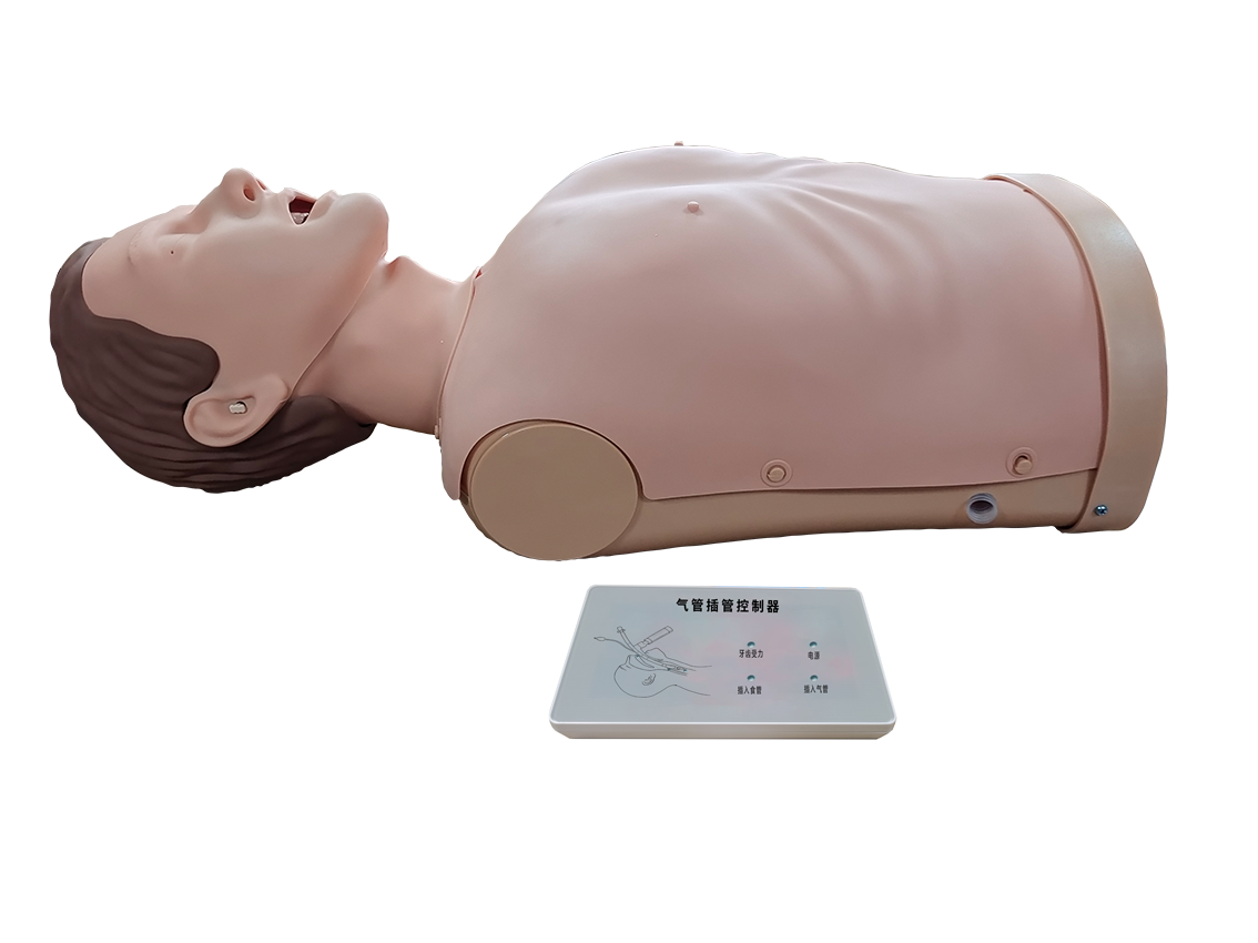 MJ318  半身气管插管模型